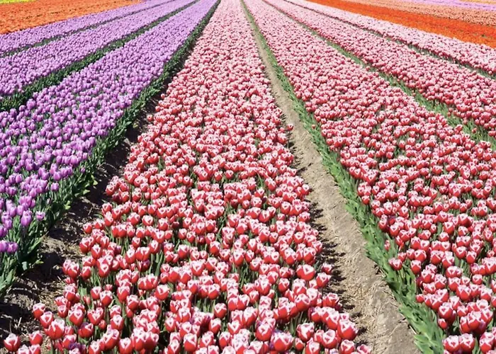 Cosy House For Ocean & Nature Lovers Casa de Férias Noordwijk