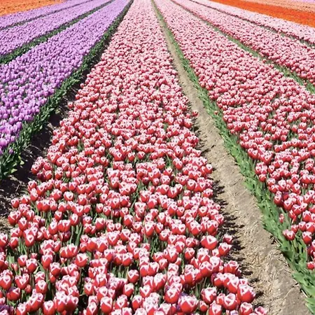 Cosy House For Ocean & Nature Lovers Prázdninový dům Noordwijk